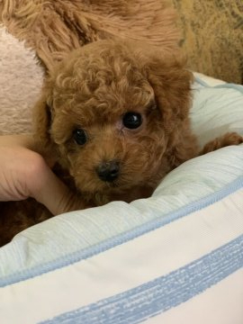 トイプードル(タイニー)【群馬県・男の子・2021年5月17日・レッド】の写真「可愛いお顔の男の子」