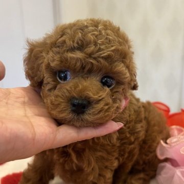 トイプードル(タイニー)【群馬県・男の子・2024年5月8日・レッド】の写真「大きな瞳と小さかお顔が可愛い」