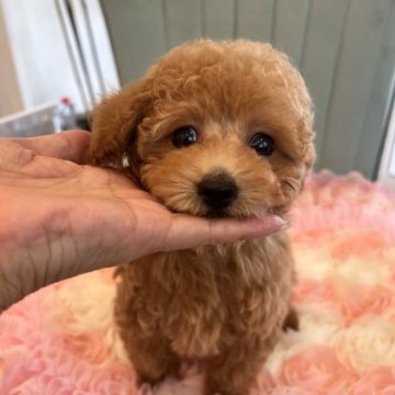 トイプードル(ティーカップ)【群馬県・女の子・2023年5月17日・アプリコット】の写真「まん丸お目が可愛い小さな女の子^ - ^」