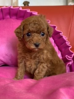 トイプードル(タイニー)【群馬県・男の子・2020年12月2日・レッド】の写真「小さな男の子」