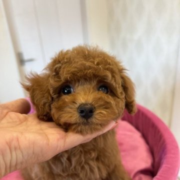 トイプードル(タイニー)【群馬県・女の子・2023年1月6日・レッド】の写真「おっとりな女の子」