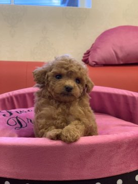 トイプードル(ティーカップ)【群馬県・女の子・2020年4月12日・アプリコット】の写真「手のひらサイズ小さな女の子！」