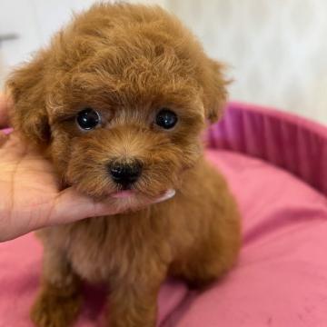 トイプードル(タイニー)【群馬県・男の子・2022年7月16日・レッド】の写真「激カワの僕優しいお顔してます」