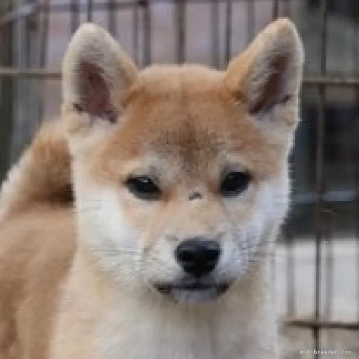 ID:2409-05418の子犬