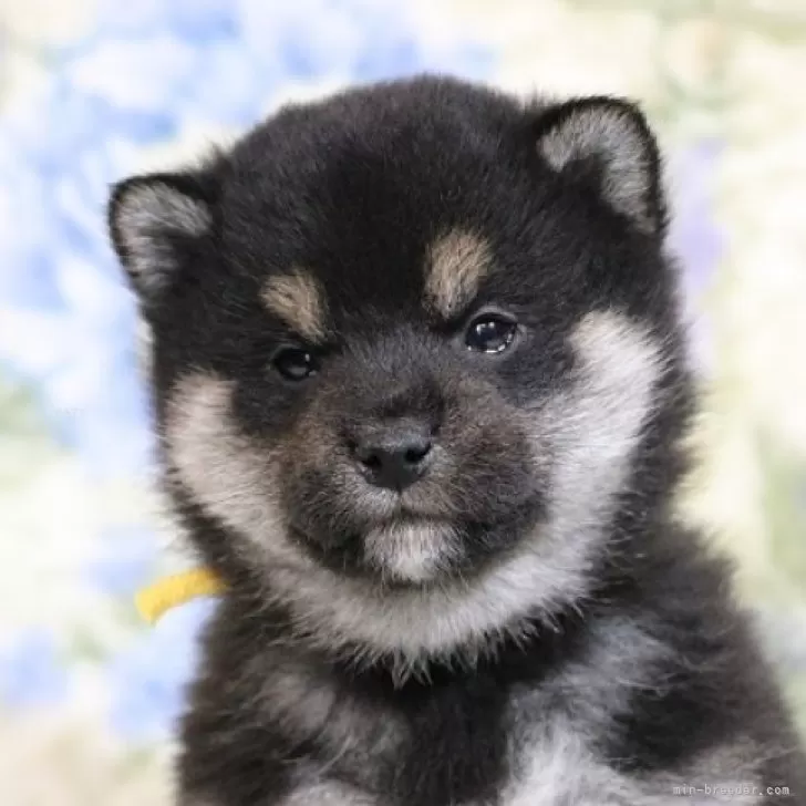 ID:2412-07766の子犬