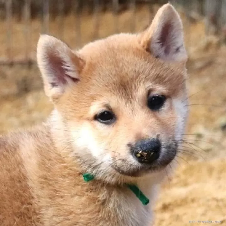 ID:2410-02522の子犬