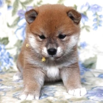 柴犬(標準サイズ)【和歌山県・女の子・2025年11月5日・赤】の写真「ぽっちゃりとして可愛い女の子」