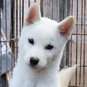 柴犬(標準サイズ)【和歌山県・男の子・2024年8月27日・白】の写真「とても珍しい毛色の男の子」