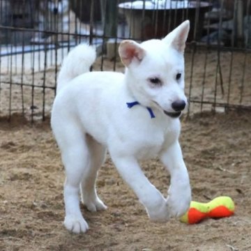 柴犬(標準サイズ)【和歌山県・男の子・2025年4月12日・白】の写真「とても珍しい毛色の男の子」