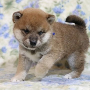 柴犬(標準サイズ)【和歌山県・男の子・2024年11月30日・赤】の写真「ぽっちゃりとして可愛い男の子」