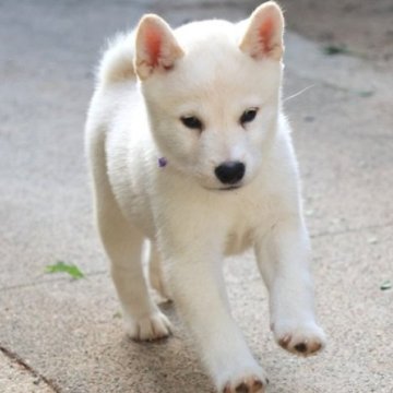 柴犬(標準サイズ)【和歌山県・男の子・2025年8月5日・白】の写真「とても珍しい毛色の男の子」