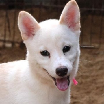 柴犬(標準サイズ)【和歌山県・女の子・2025年4月12日・白】の写真「とても珍しい毛色の女の子」