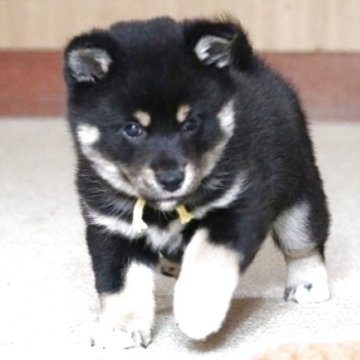 柴犬(標準サイズ)【和歌山県・女の子・2025年2月9日・黒】の写真「ぽっちゃりとして可愛い女の子」