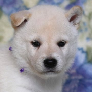 柴犬(標準サイズ)【和歌山県・男の子・2025年8月5日・白】の写真「とても珍しい毛色の男の子」