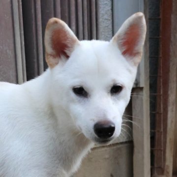 柴犬(標準サイズ)【和歌山県・男の子・2025年4月12日・白】の写真「とても珍しい毛色の男の子」