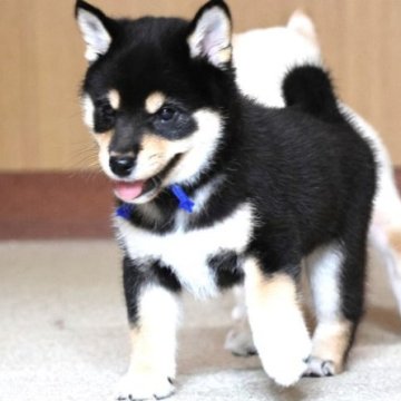柴犬(標準サイズ)【和歌山県・男の子・2025年7月29日・黒】の写真「ぽっちゃりとして可愛い男の子」