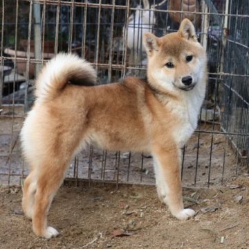 柴犬(標準サイズ)【和歌山県・女の子・2024年8月27日・赤】の写真「フレンドリーで可愛い女の子」