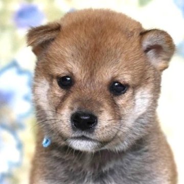 柴犬(標準サイズ)【和歌山県・男の子・2025年8月5日・赤】の写真「ぽっちゃりとして可愛い男の子」
