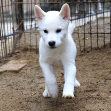 柴犬(標準サイズ)【和歌山県・男の子・2025年8月5日・白】の写真「とても珍しい毛色の男の子」