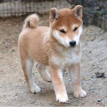 柴犬(標準サイズ)【和歌山県・男の子・2025年9月20日・赤】の写真「ぽっちゃりとして可愛い男の子」