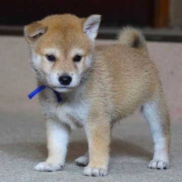 柴犬(標準サイズ)【和歌山県・男の子・2025年8月5日・赤】の写真「ぽっちゃりとして可愛い男の子」