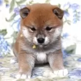 柴犬(標準サイズ)