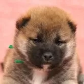 柴犬(標準サイズ)【和歌山県・男の子・2024年11月30日・赤】の写真1