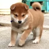 柴犬(標準サイズ)