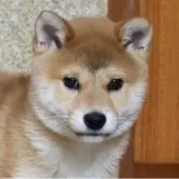 柴犬(標準サイズ)