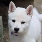 柴犬(標準サイズ)