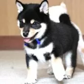 柴犬(標準サイズ)