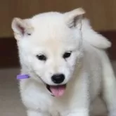 柴犬(標準サイズ)