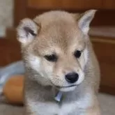 柴犬(標準サイズ)