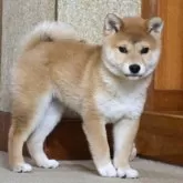 柴犬(標準サイズ)
