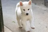 柴犬(標準サイズ)【和歌山県・男の子・2025年8月5日・白】の写真3