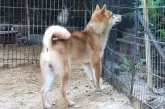 柴犬(標準サイズ)【和歌山県・男の子・2024年9月4日・赤】の写真3