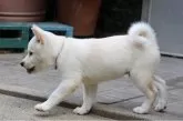 柴犬(標準サイズ)【和歌山県・男の子・2025年8月5日・白】の写真4