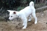 柴犬(標準サイズ)【和歌山県・男の子・2025年4月12日・白】の写真5