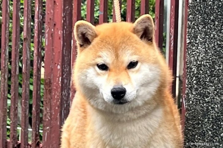 柴犬(標準サイズ)【・女の子・2023年1月30日・赤】