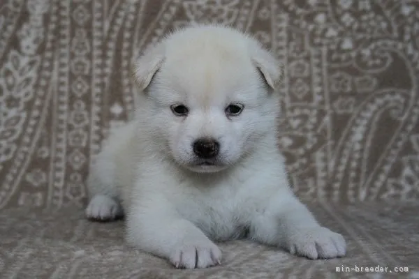 ID：1807-01684の子犬
