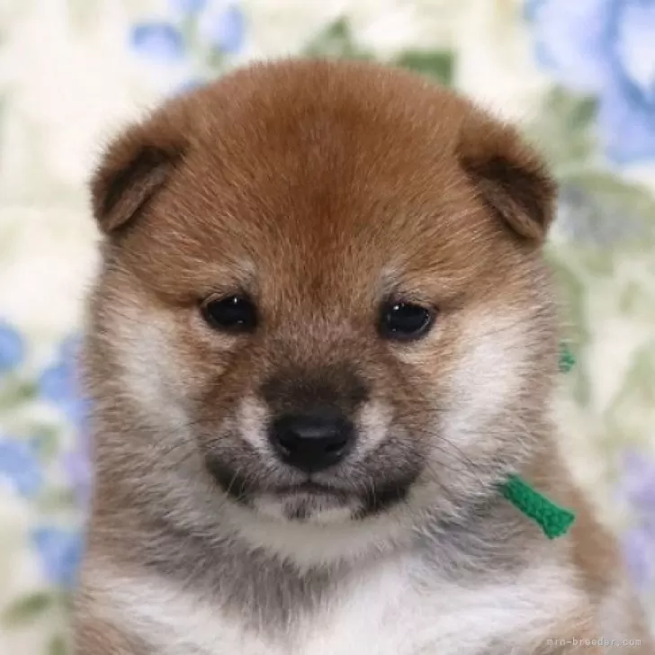 ID:2401-07219の子犬