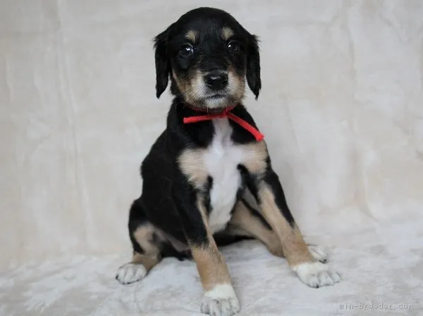 ID：1805-00807の子犬