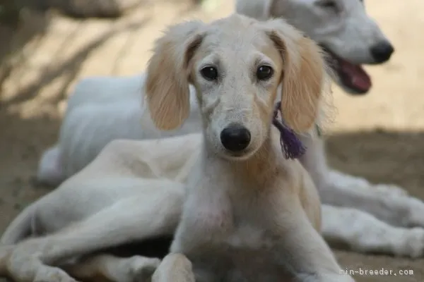 ID：1805-00805の子犬