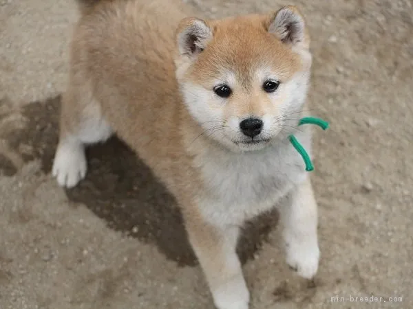 ID：1712-01732の子犬