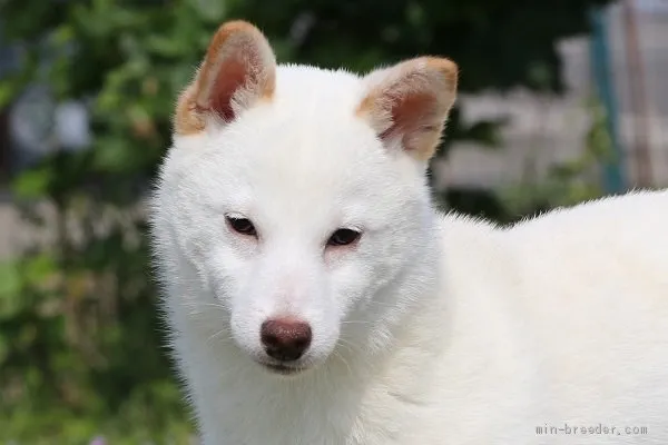 ID：1912-01159の子犬