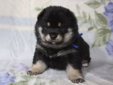 柴犬(標準サイズ)【和歌山県・男の子・2017年12月5日・黒】の写真「ぽっちゃりとして可愛い男の子」