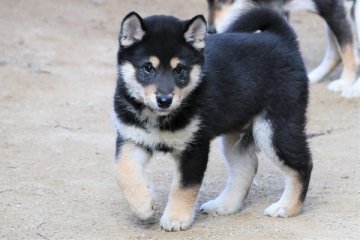 柴犬(標準サイズ)【和歌山県・男の子・2020年2月12日・黒】の写真「ぽっちゃりとして可愛い男の子」