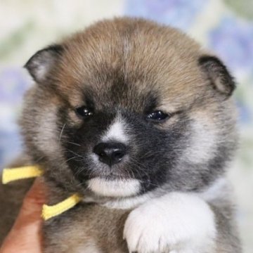 柴犬(標準サイズ)【和歌山県・男の子・2022年12月28日・赤】の写真「ぽっちゃりとして可愛い男の子」