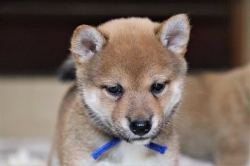 柴犬(標準サイズ)【和歌山県・男の子・2021年6月25日・赤】の写真「ぽっちゃりとして可愛い男の子」
