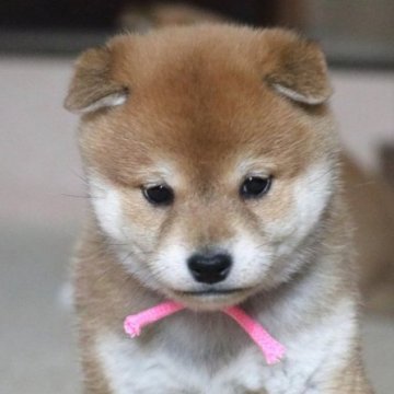 柴犬(標準サイズ)【和歌山県・女の子・2024年1月1日・赤】の写真「ぽっちゃりとして可愛い女の子」